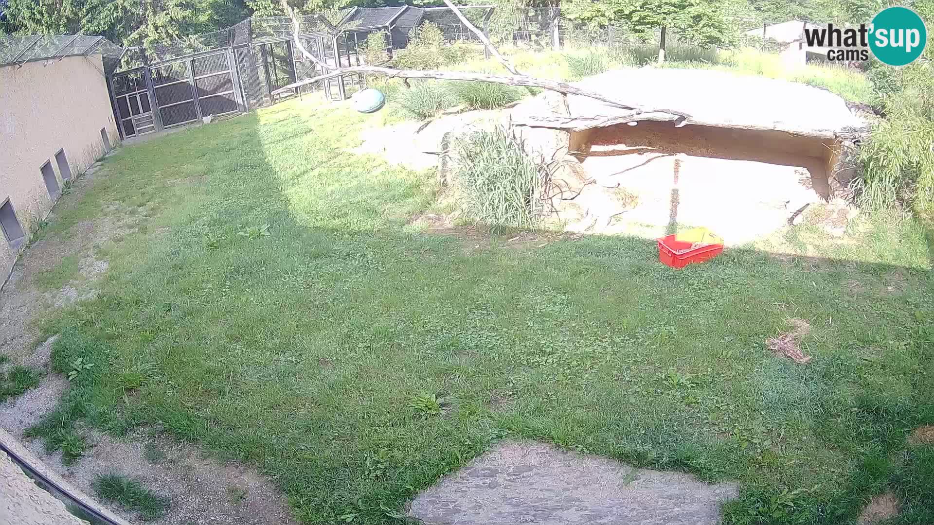 LION webcam en direct du zoo de Ljubljana – Slovénie