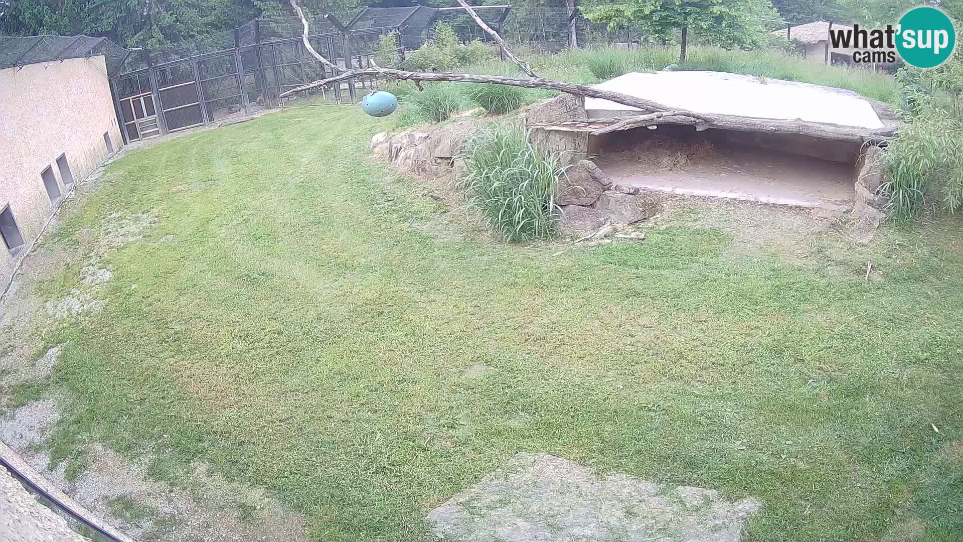 Löwe live Webcam im Zoo von Ljubljana – Slowenien