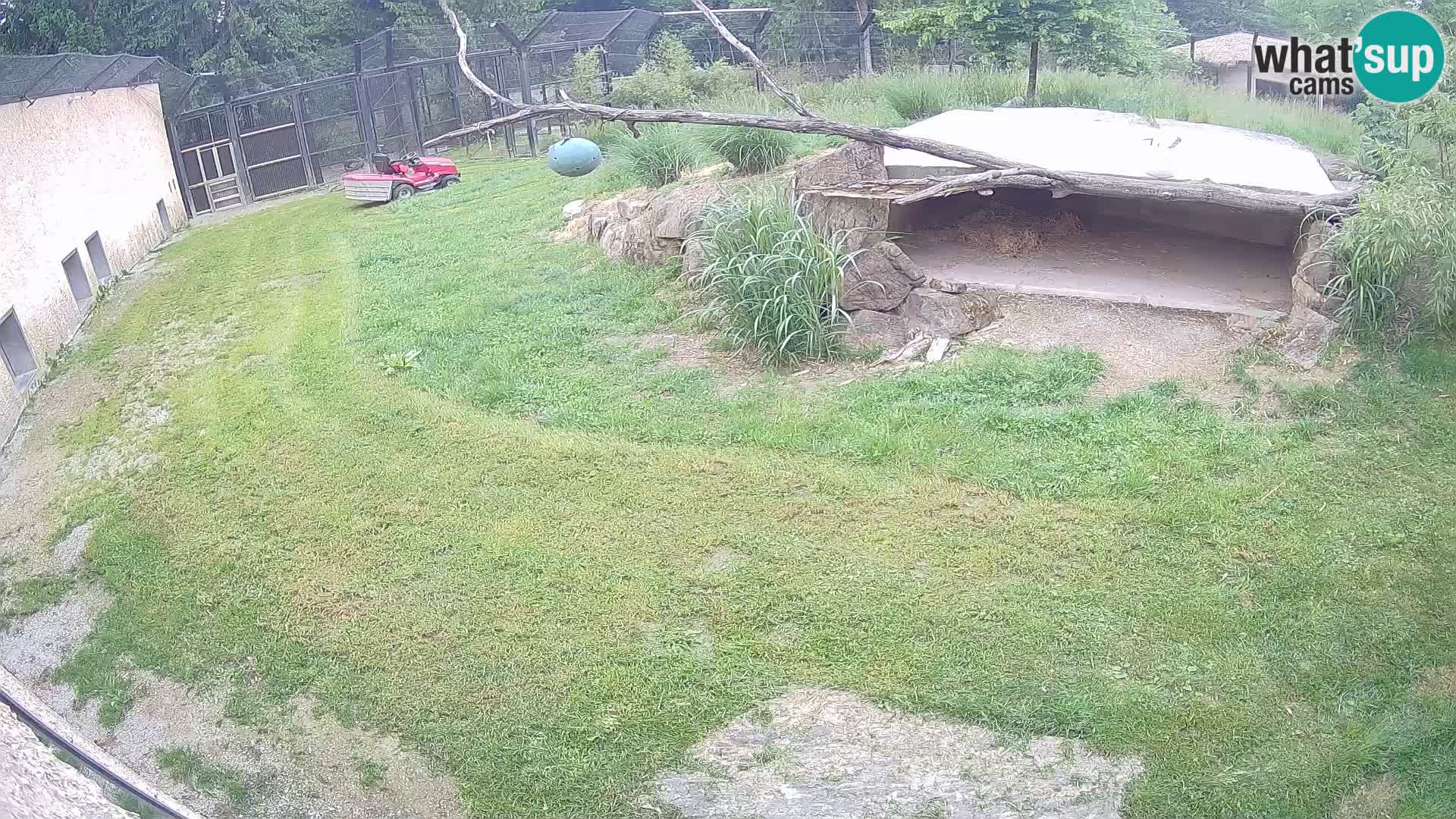 LEONE live Webcam nello zoo di Lubiana – Slovenia