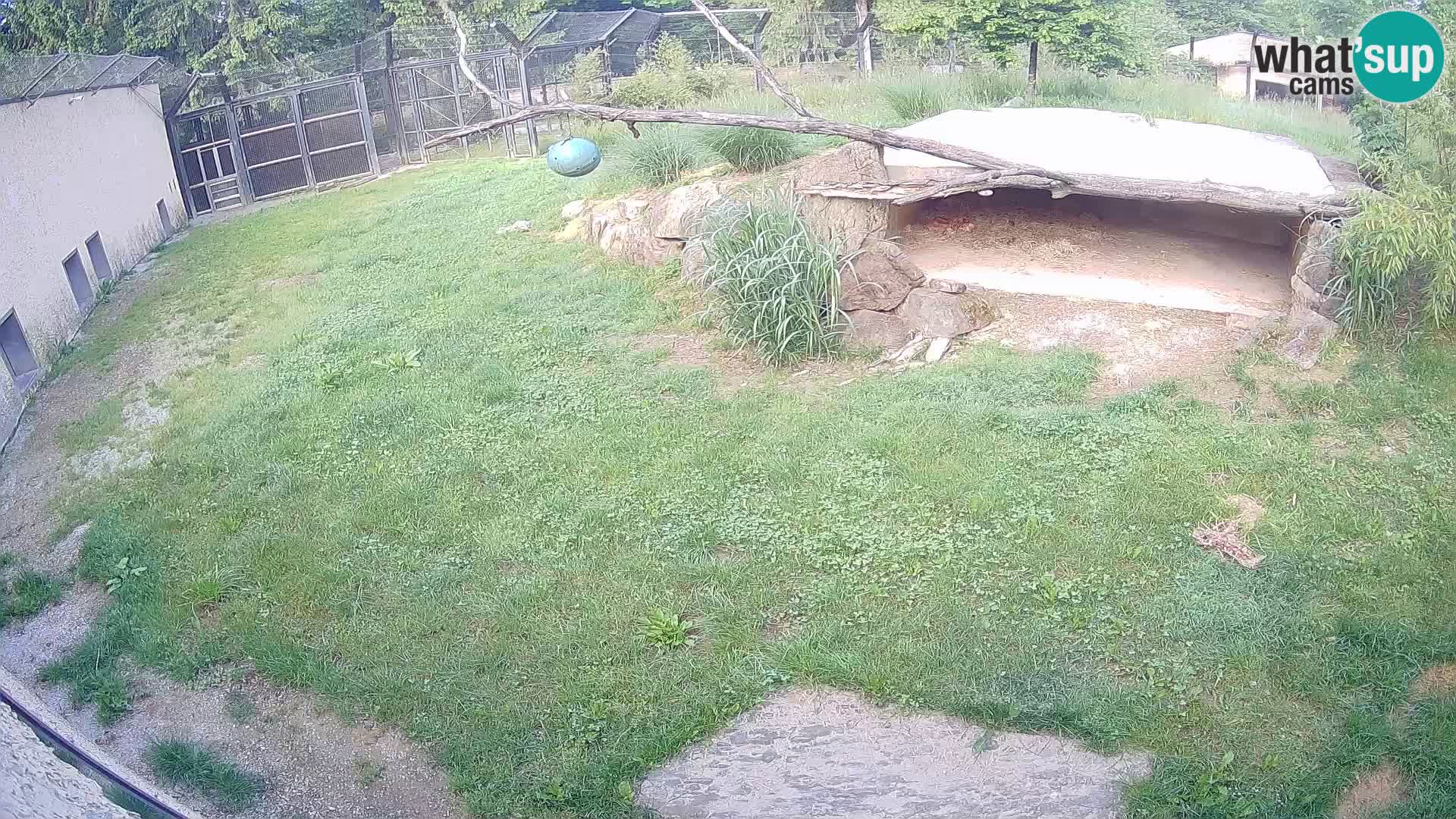 Löwe live Webcam im Zoo von Ljubljana – Slowenien