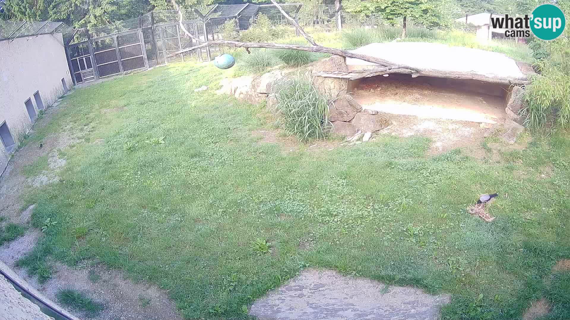 Lavovi web kamera uživo u ljubljanskom zoološkom vrtu – Slovenija
