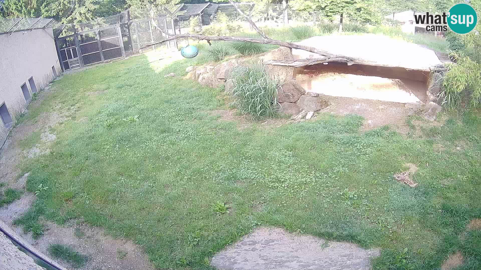 LION live Webcam in Ljubljana Zoo – Slovenia