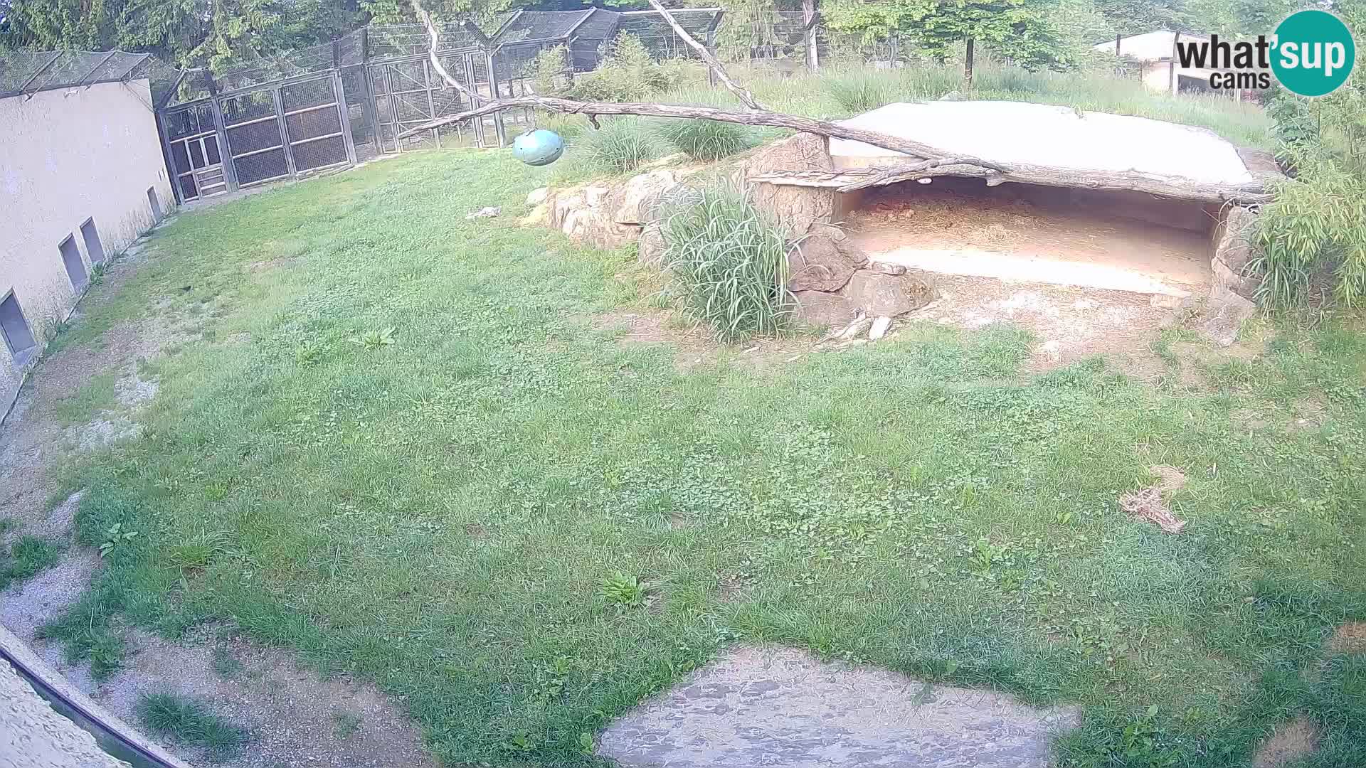 LEONE live Webcam nello zoo di Lubiana – Slovenia