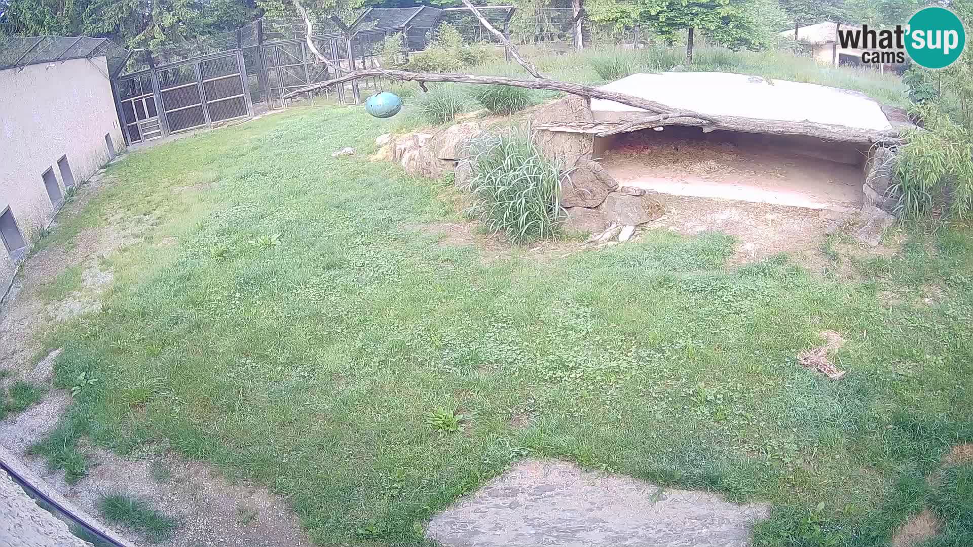 LEVI spletna kamera v živalskem vrtu Ljubljana Zoo