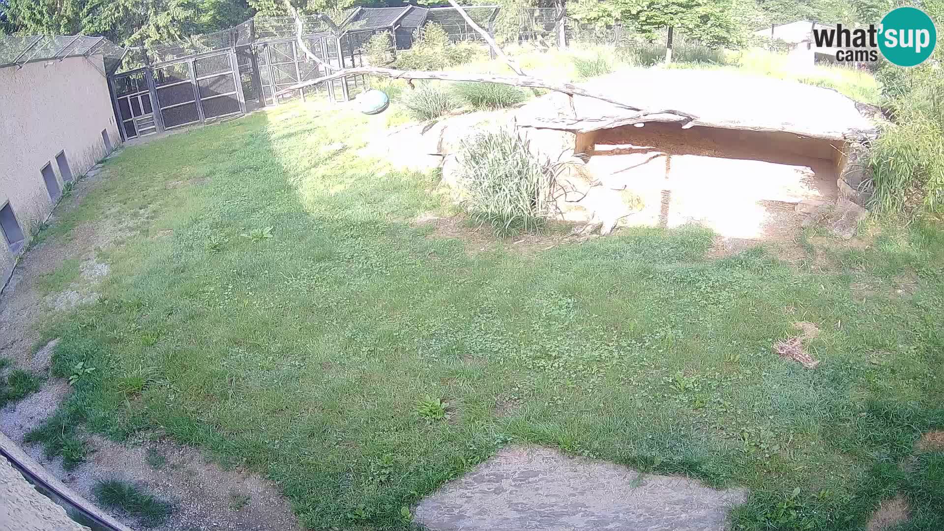 LEON Webcam en vivo en Ljubljana Zoo – Eslovenia