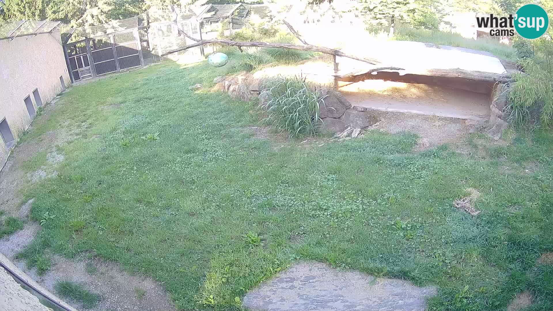 LEONE live Webcam nello zoo di Lubiana – Slovenia