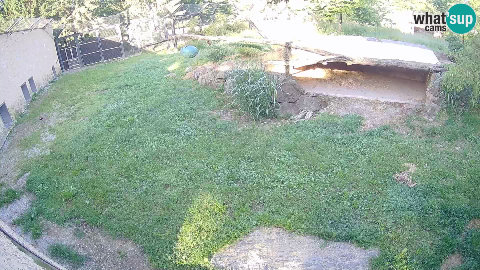 LEVI spletna kamera v živalskem vrtu Ljubljana Zoo
