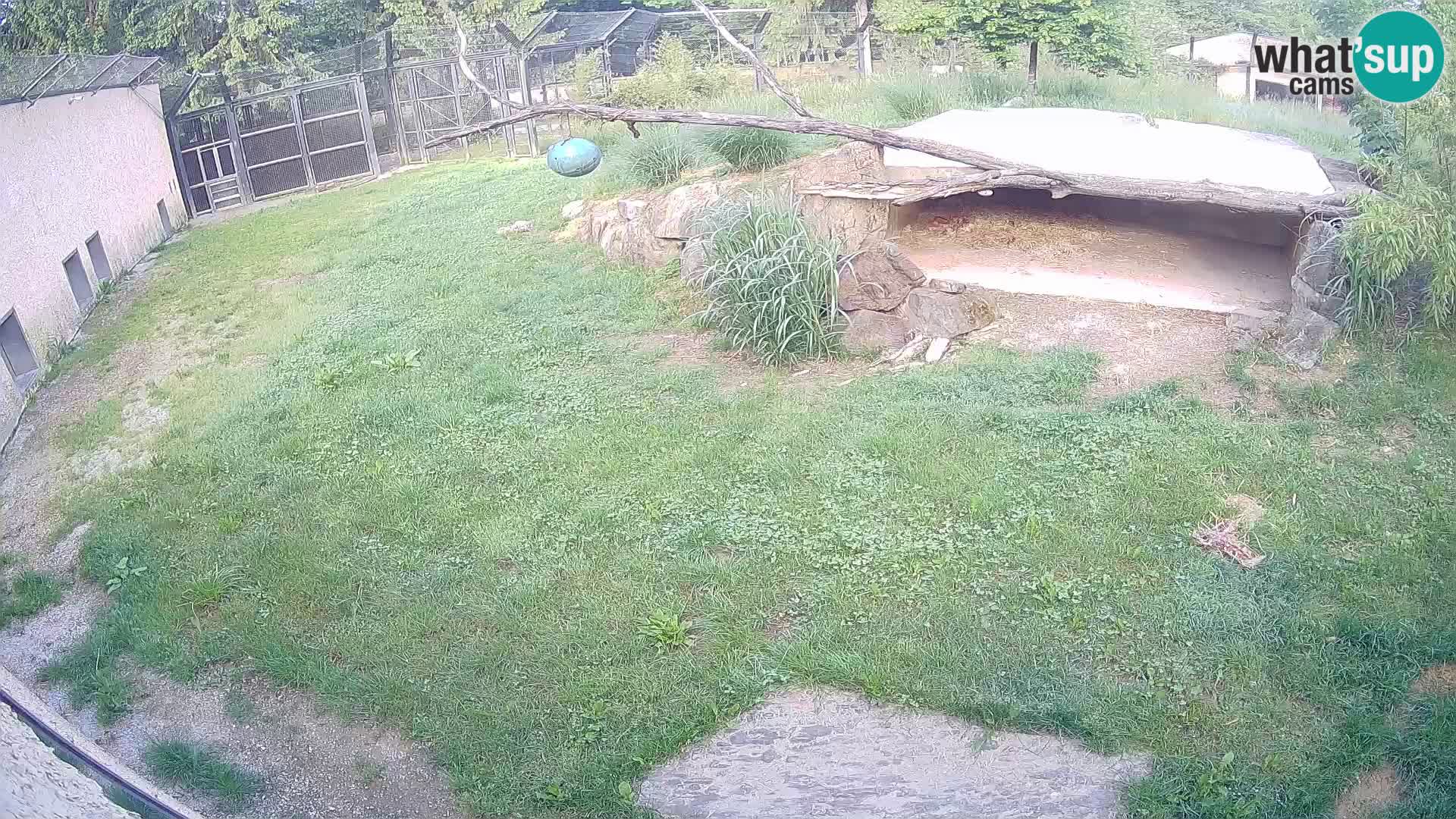 LEONE live Webcam nello zoo di Lubiana – Slovenia