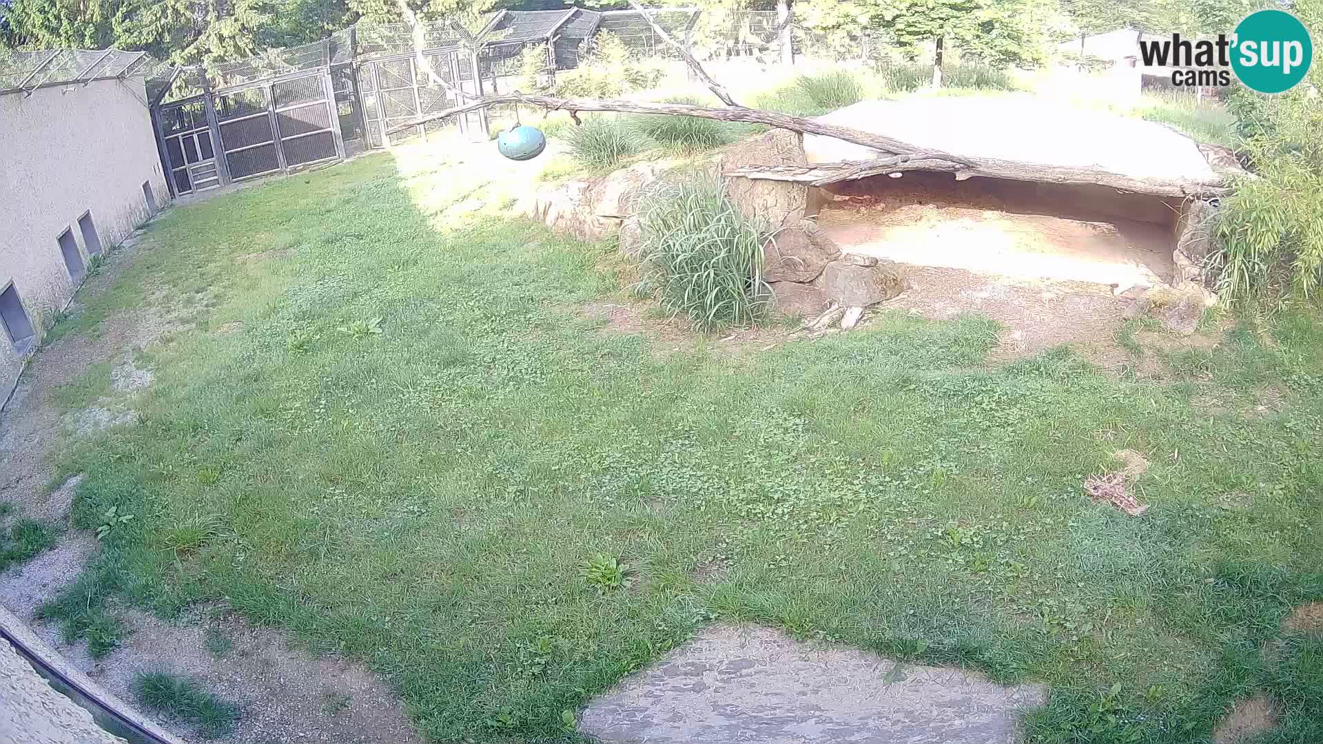 LEON Webcam en vivo en Ljubljana Zoo – Eslovenia