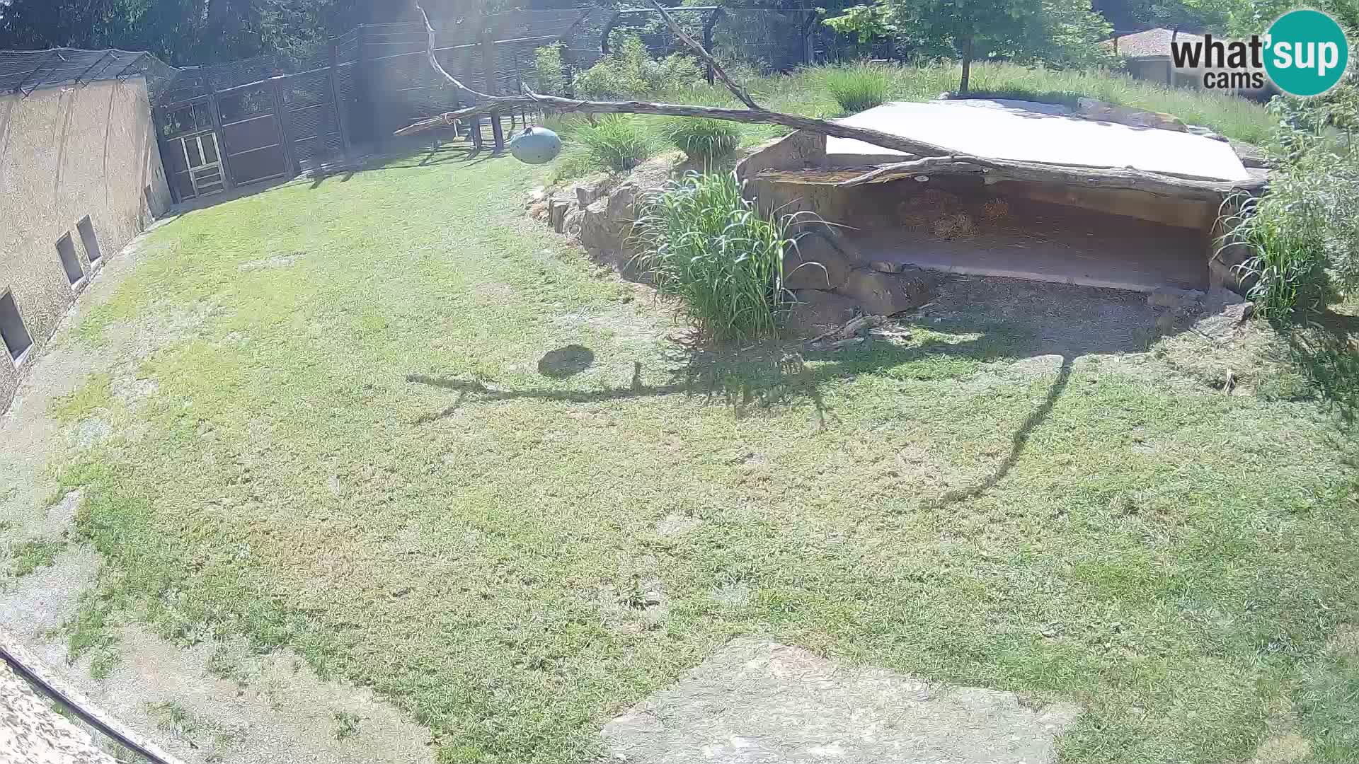 LEVI spletna kamera v živalskem vrtu Ljubljana Zoo