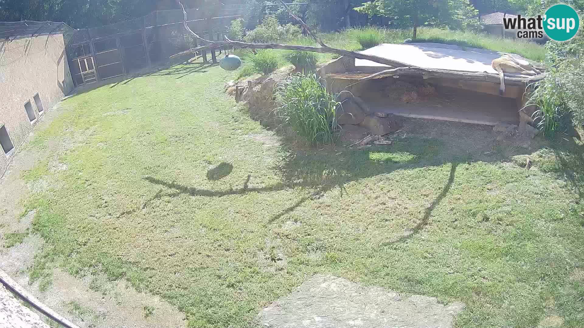 Lavovi web kamera uživo u ljubljanskom zoološkom vrtu – Slovenija