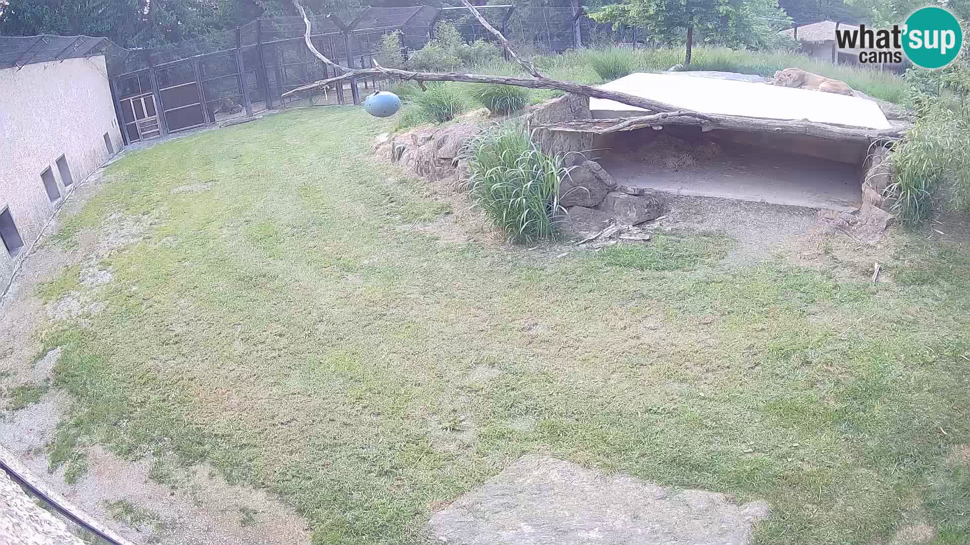 LEON Webcam en vivo en Ljubljana Zoo – Eslovenia