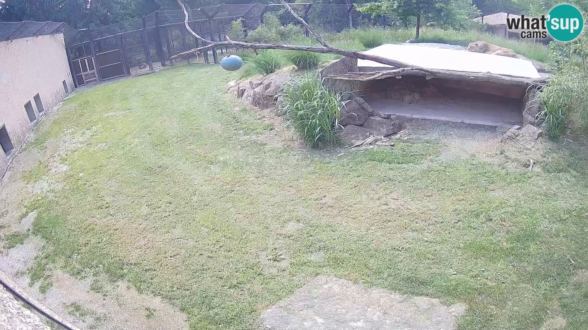 Lavovi web kamera uživo u ljubljanskom zoološkom vrtu – Slovenija