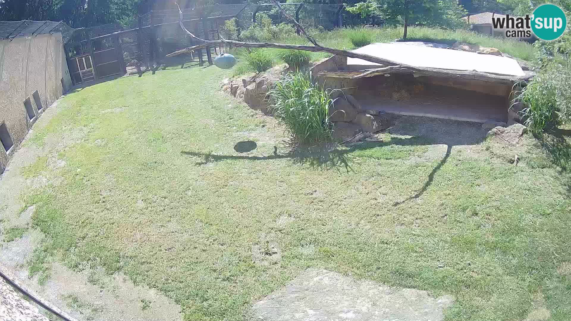 Lavovi web kamera uživo u ljubljanskom zoološkom vrtu – Slovenija