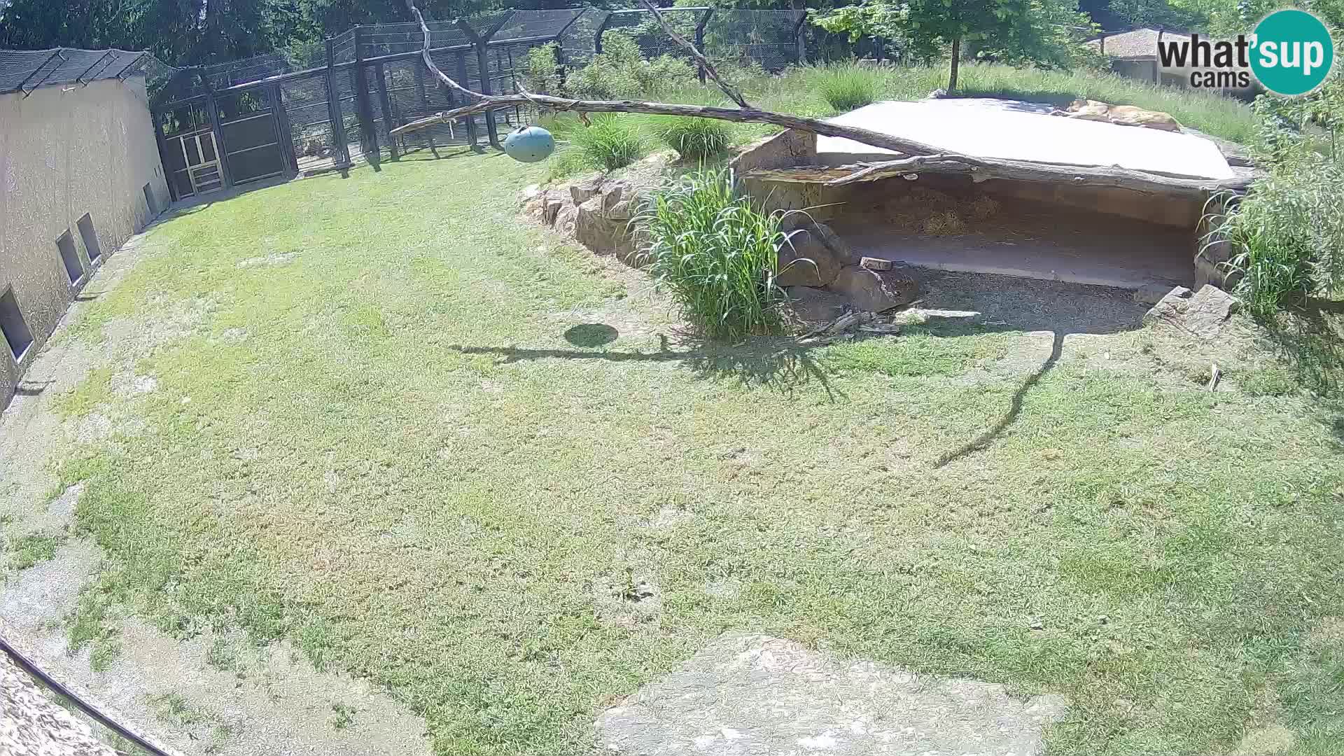 LEON Webcam en vivo en Ljubljana Zoo – Eslovenia
