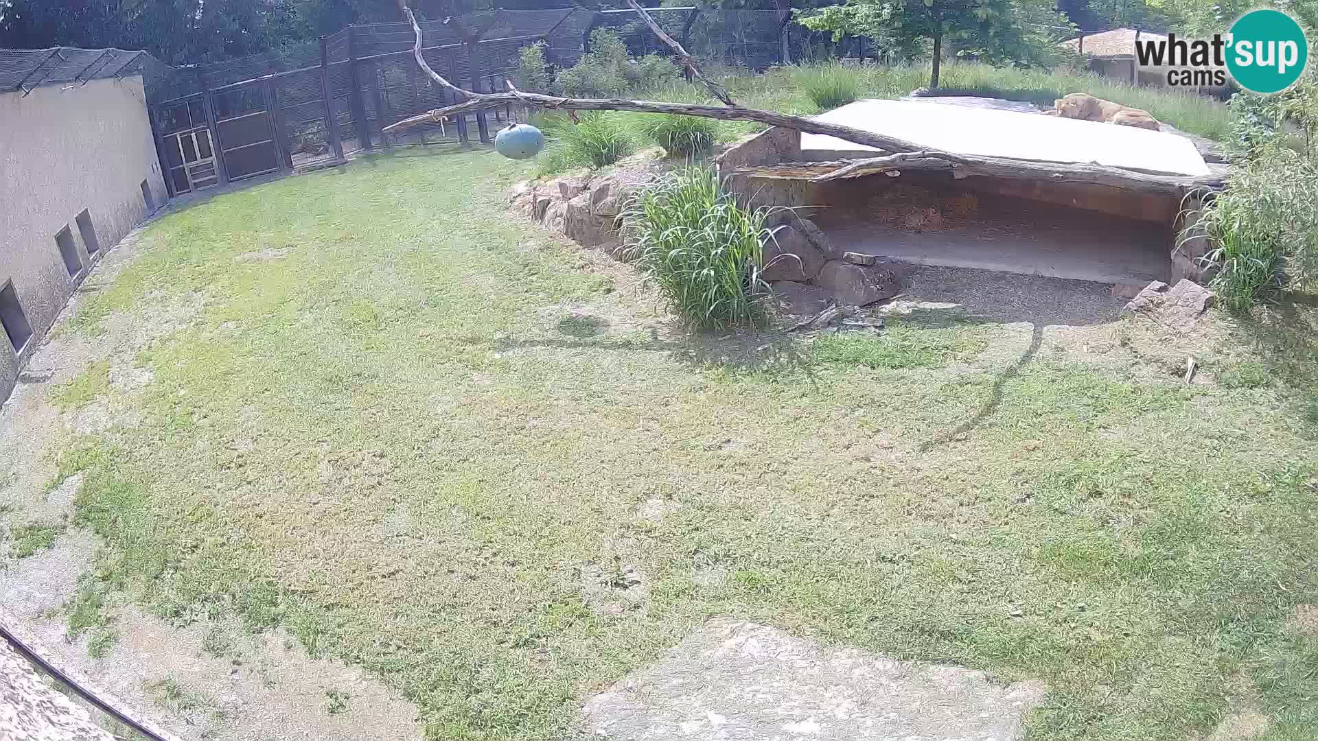 Lavovi web kamera uživo u ljubljanskom zoološkom vrtu – Slovenija