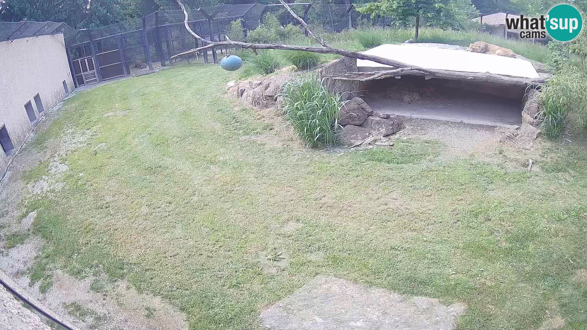 LEONE live Webcam nello zoo di Lubiana – Slovenia