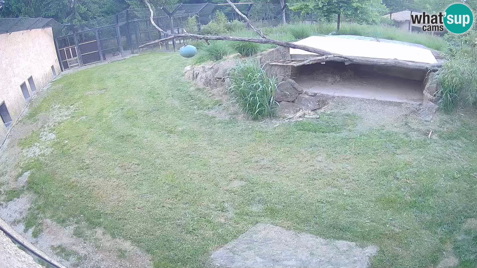 Löwe live Webcam im Zoo von Ljubljana – Slowenien