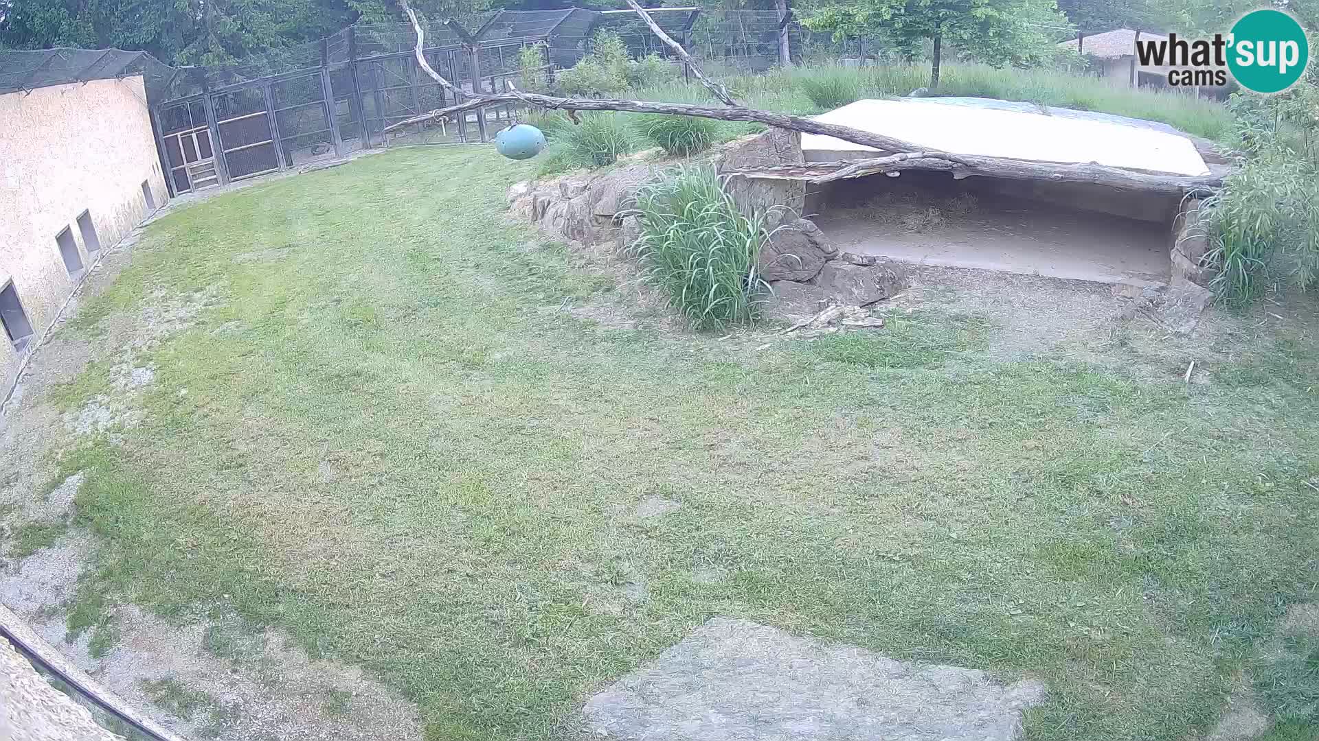 LEVI spletna kamera v živalskem vrtu Ljubljana Zoo