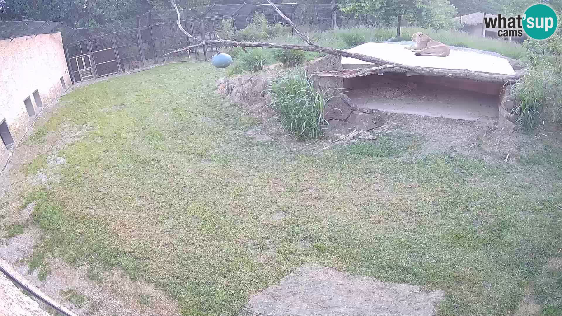 LEON Webcam en vivo en Ljubljana Zoo – Eslovenia