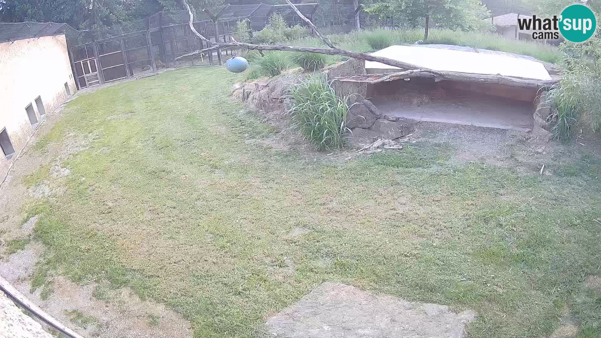 LION live Webcam in Ljubljana Zoo – Slovenia