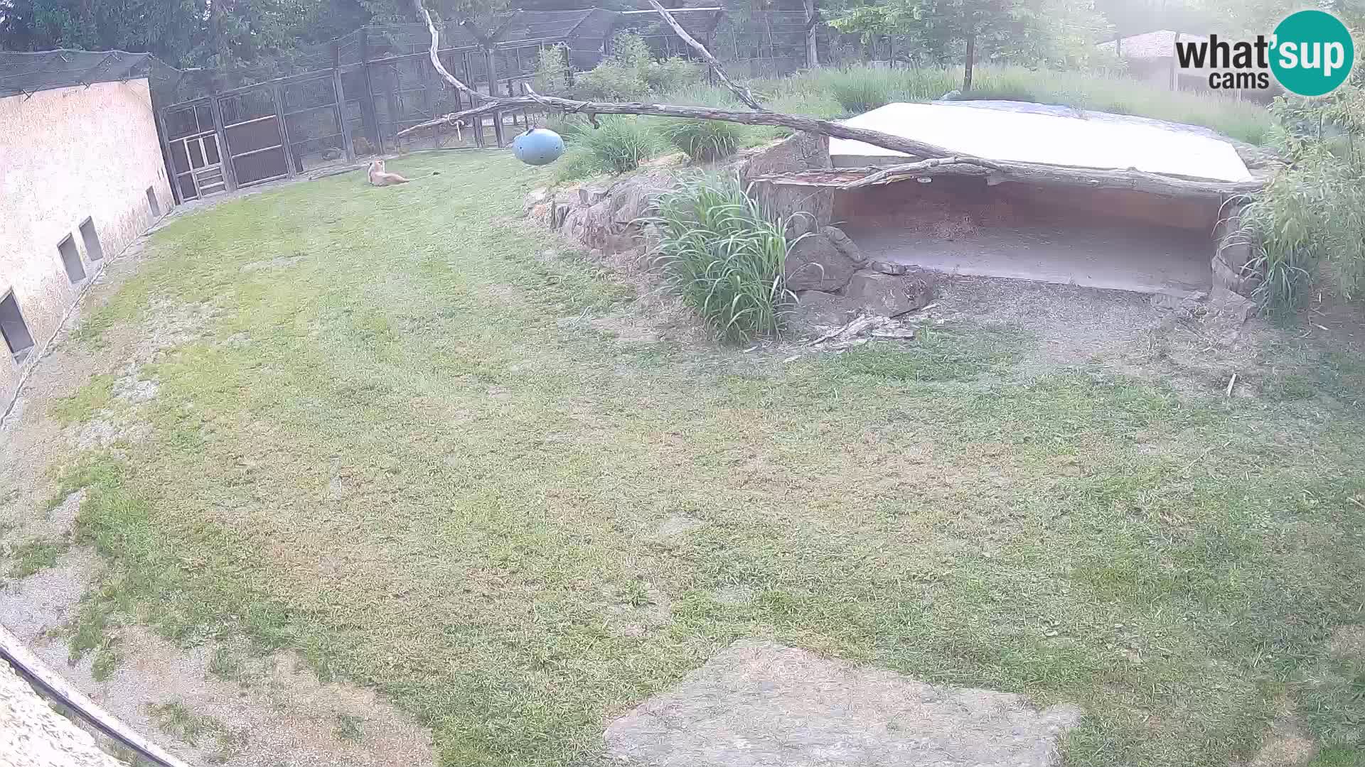 Lavovi web kamera uživo u ljubljanskom zoološkom vrtu – Slovenija