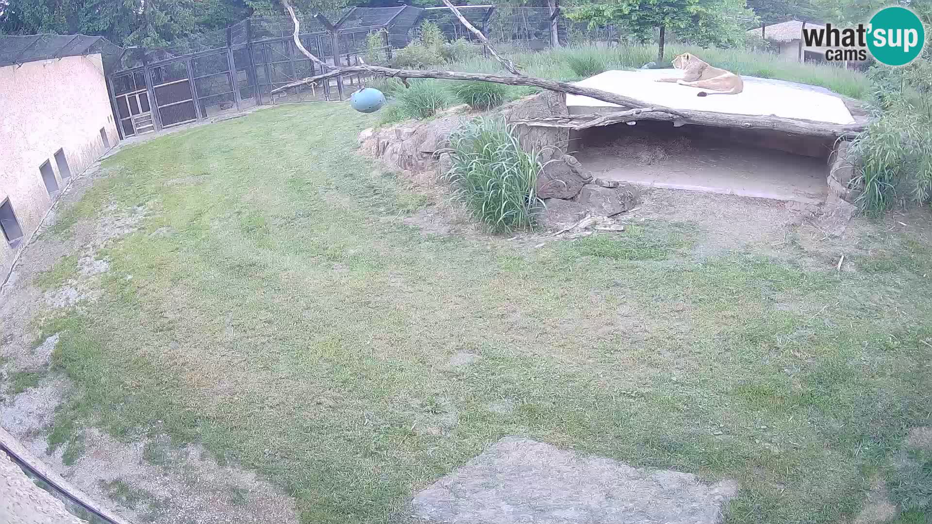 LEVI spletna kamera v živalskem vrtu Ljubljana Zoo