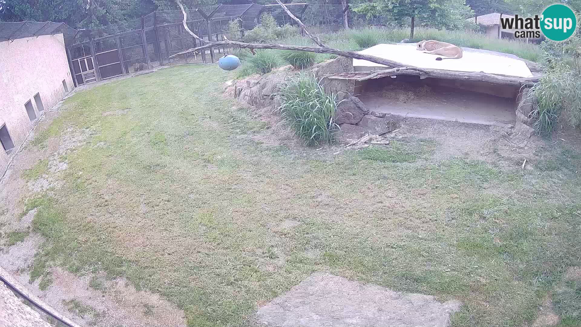 LEVI spletna kamera v živalskem vrtu Ljubljana Zoo
