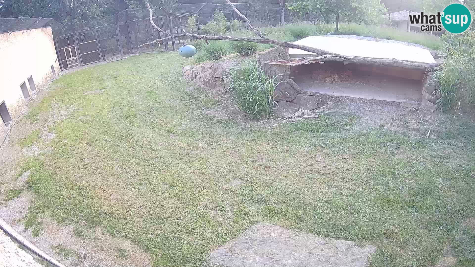 Löwe live Webcam im Zoo von Ljubljana – Slowenien