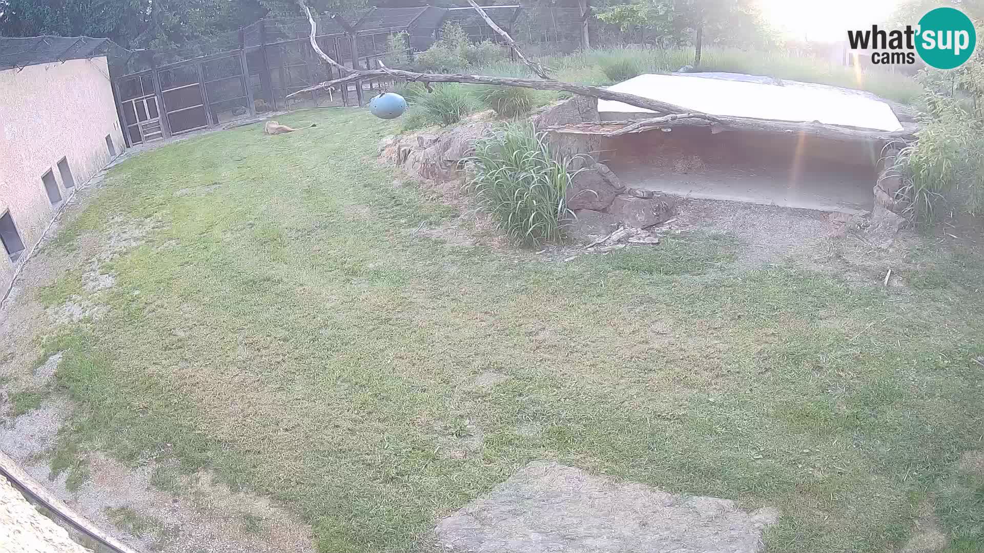 LION live Webcam in Ljubljana Zoo – Slovenia