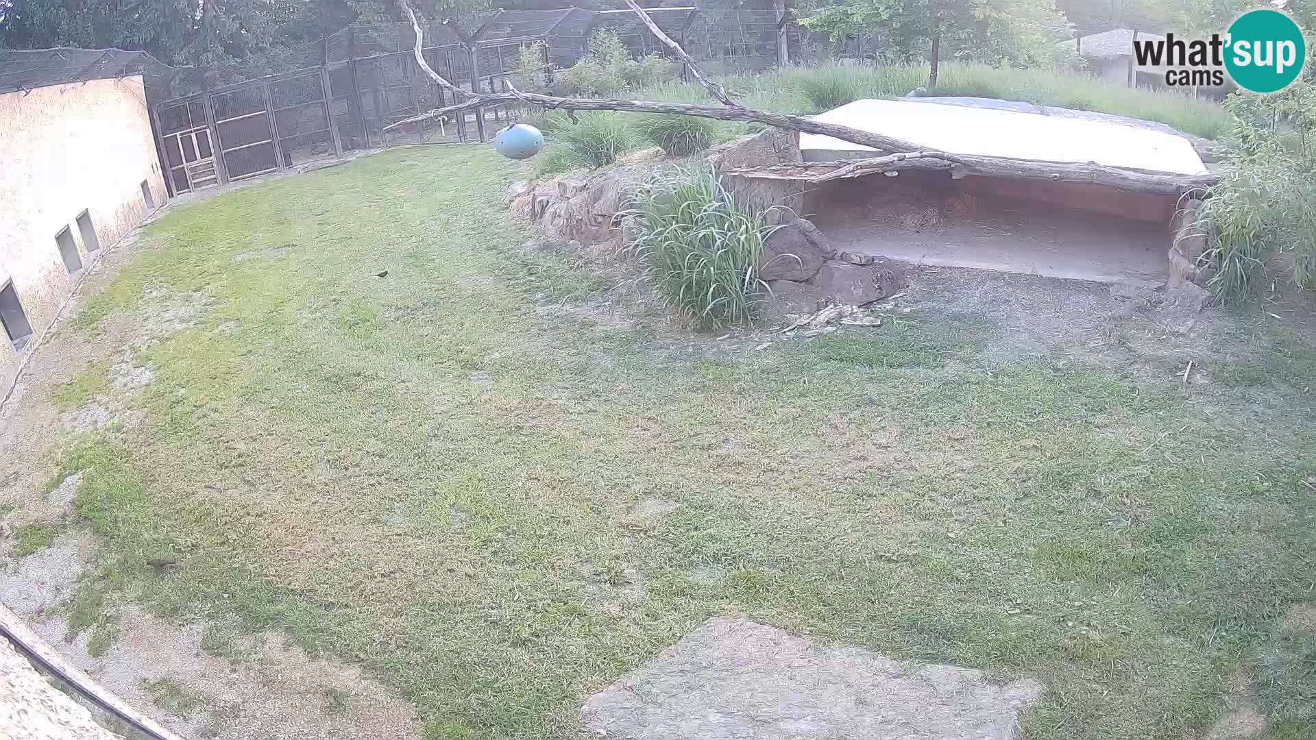LION live Webcam in Ljubljana Zoo – Slovenia