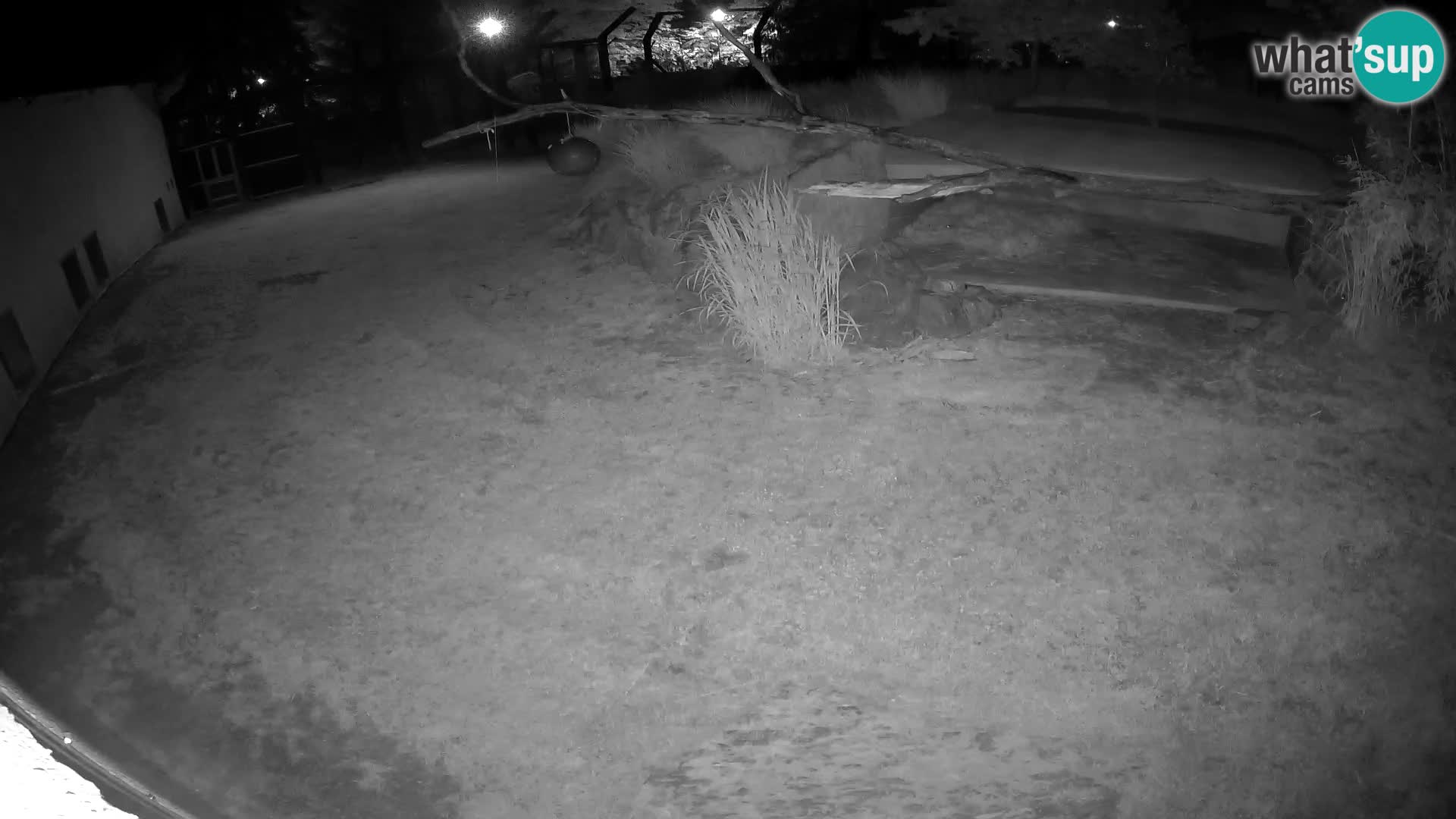 LEON Webcam en vivo en Ljubljana Zoo – Eslovenia