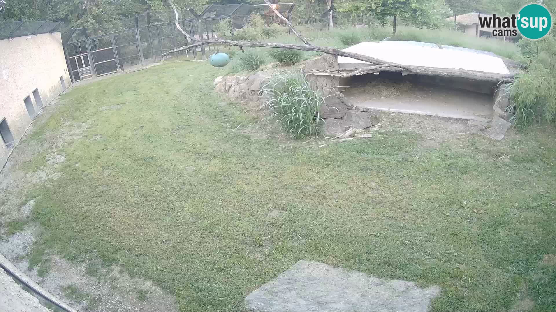 LION webcam en direct du zoo de Ljubljana – Slovénie