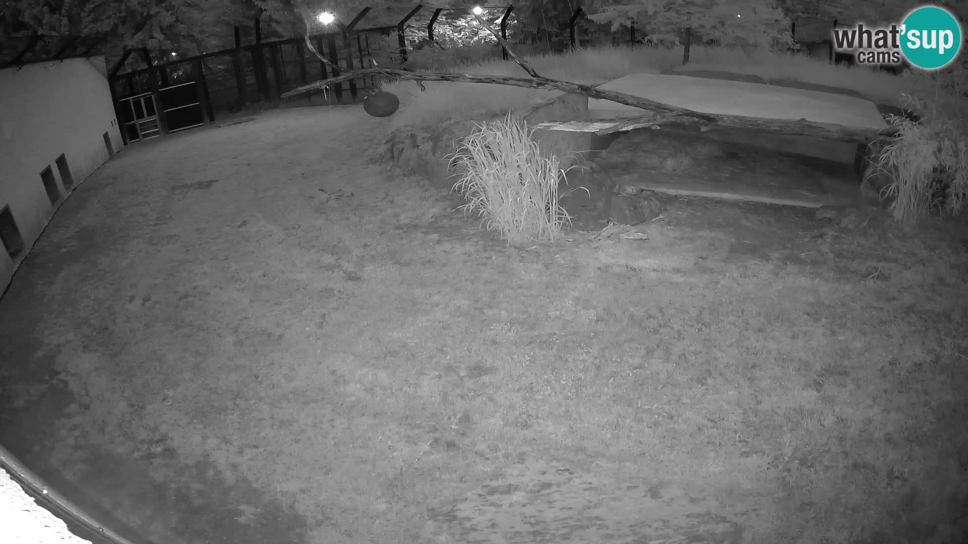 LEON Webcam en vivo en Ljubljana Zoo – Eslovenia