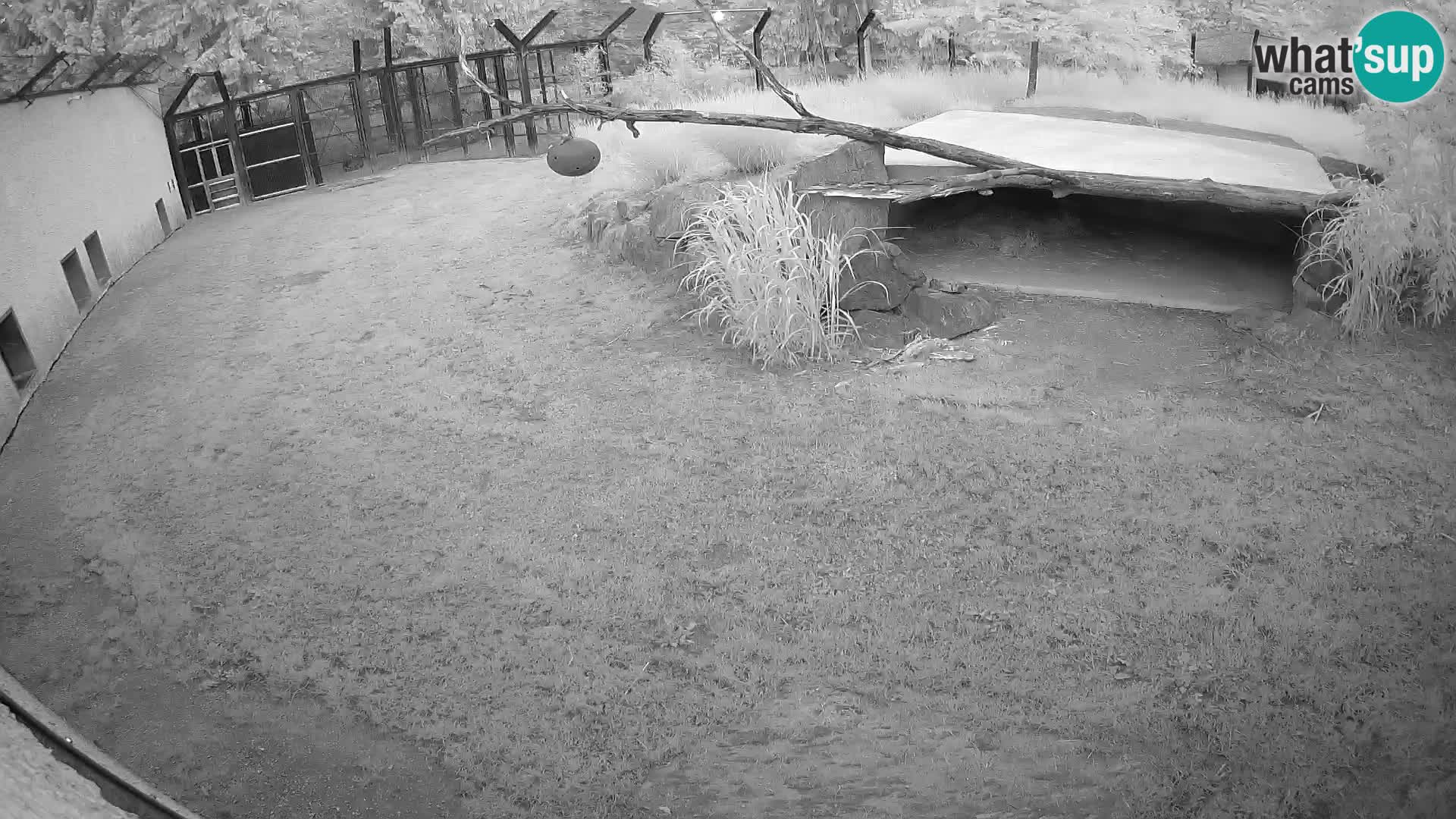 LION live Webcam in Ljubljana Zoo – Slovenia