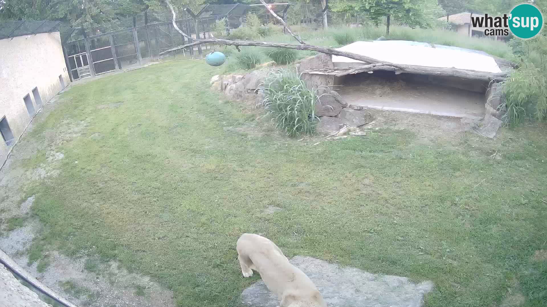 LION live Webcam in Ljubljana Zoo – Slovenia
