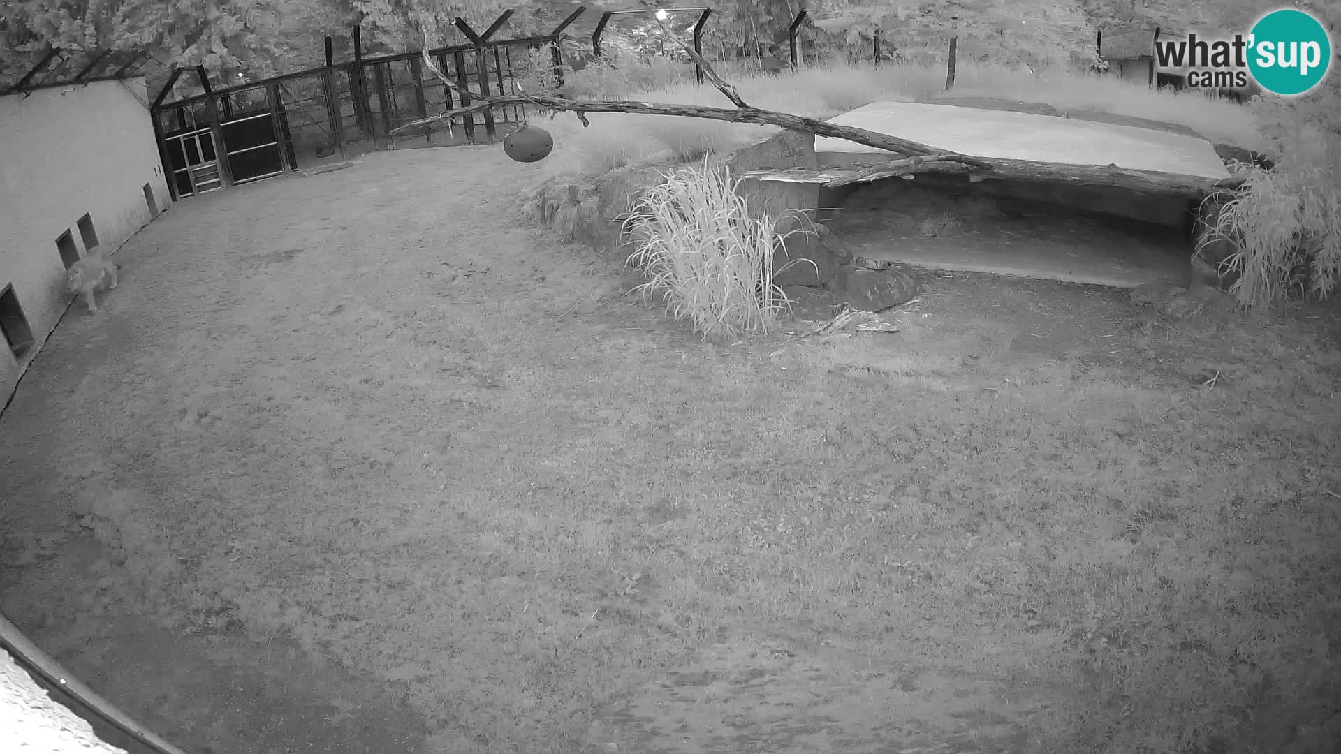 LION webcam en direct du zoo de Ljubljana – Slovénie