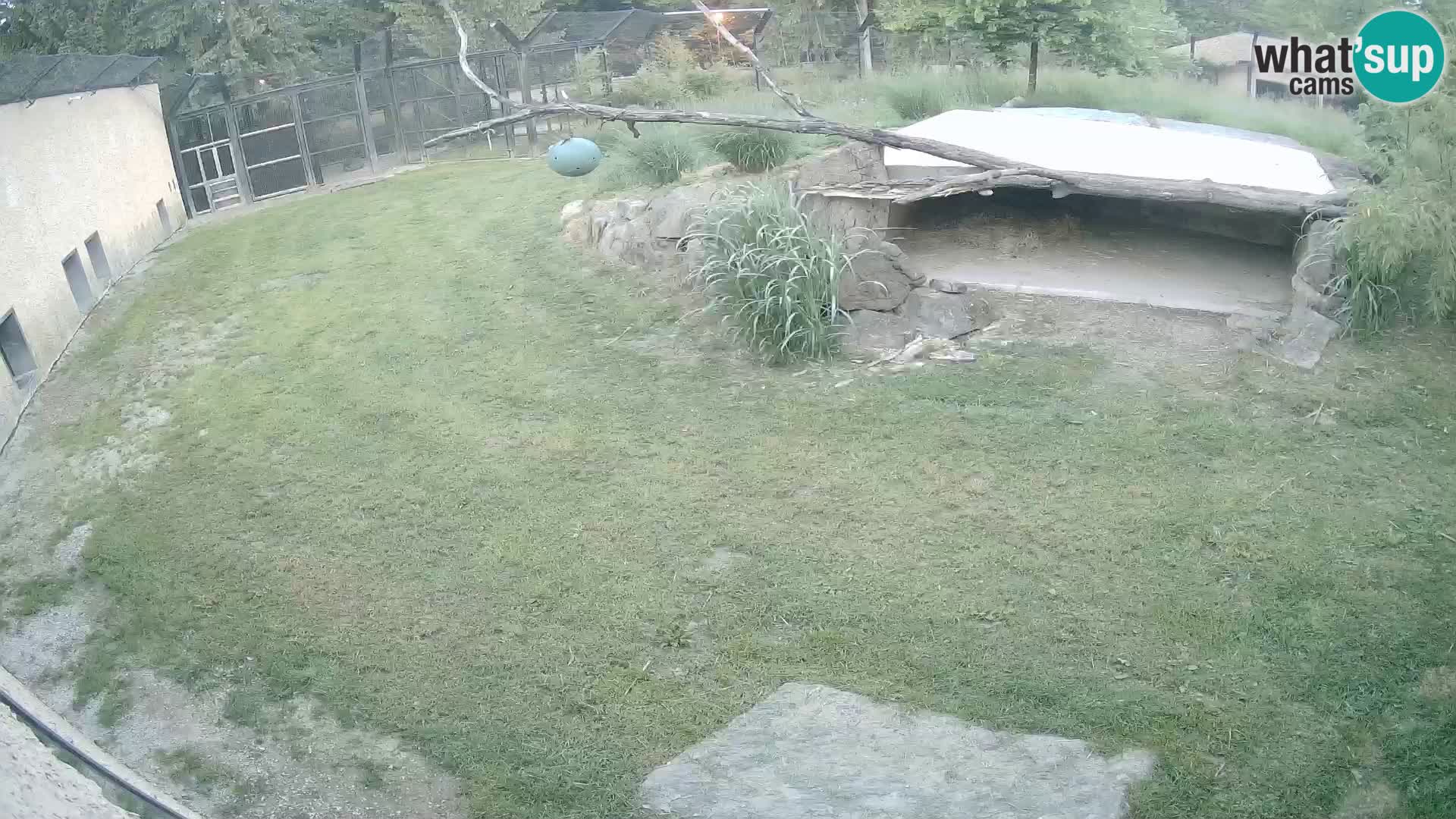 LEONE live Webcam nello zoo di Lubiana – Slovenia