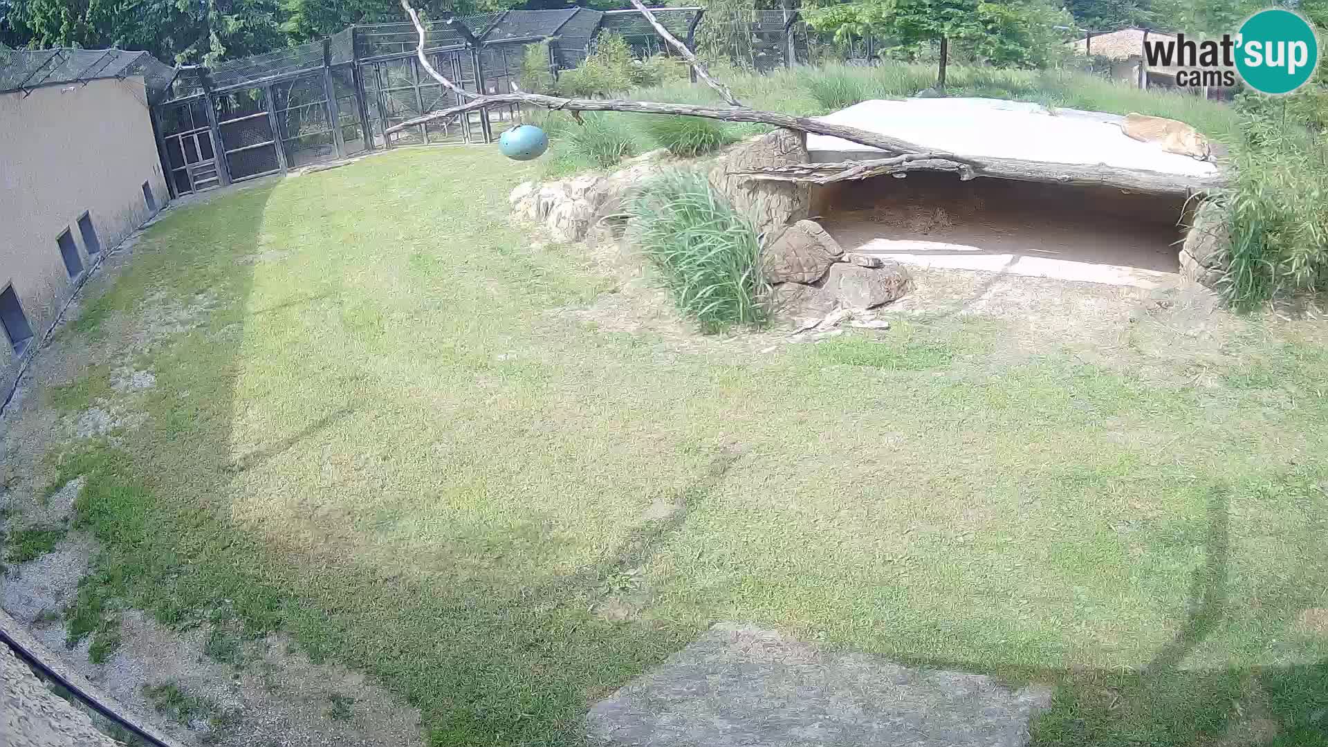 LION live Webcam in Ljubljana Zoo – Slovenia