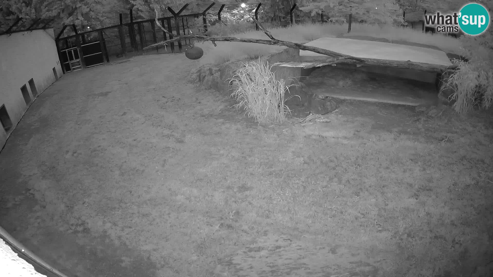 Löwe live Webcam im Zoo von Ljubljana – Slowenien