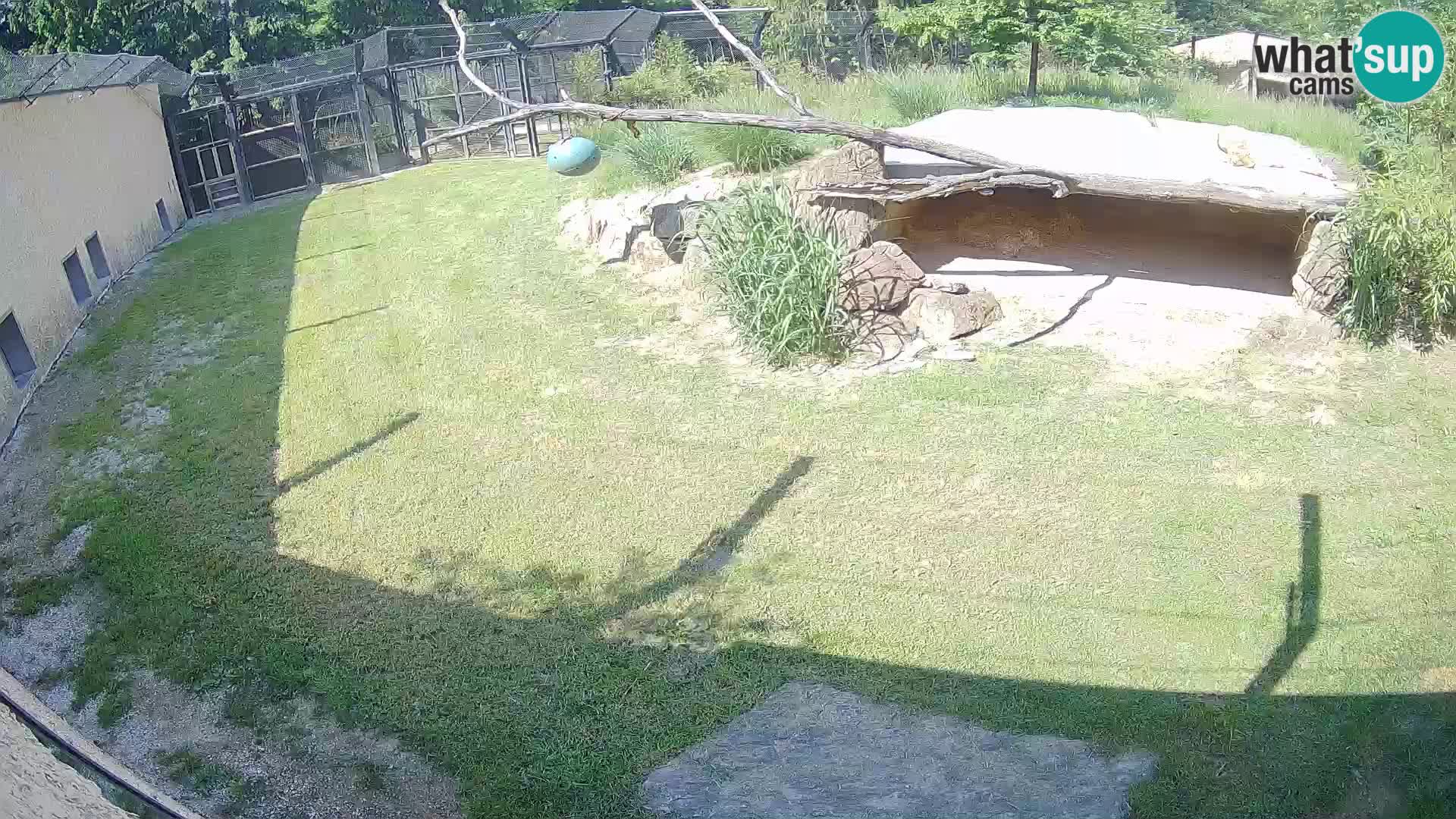 LION live Webcam in Ljubljana Zoo – Slovenia