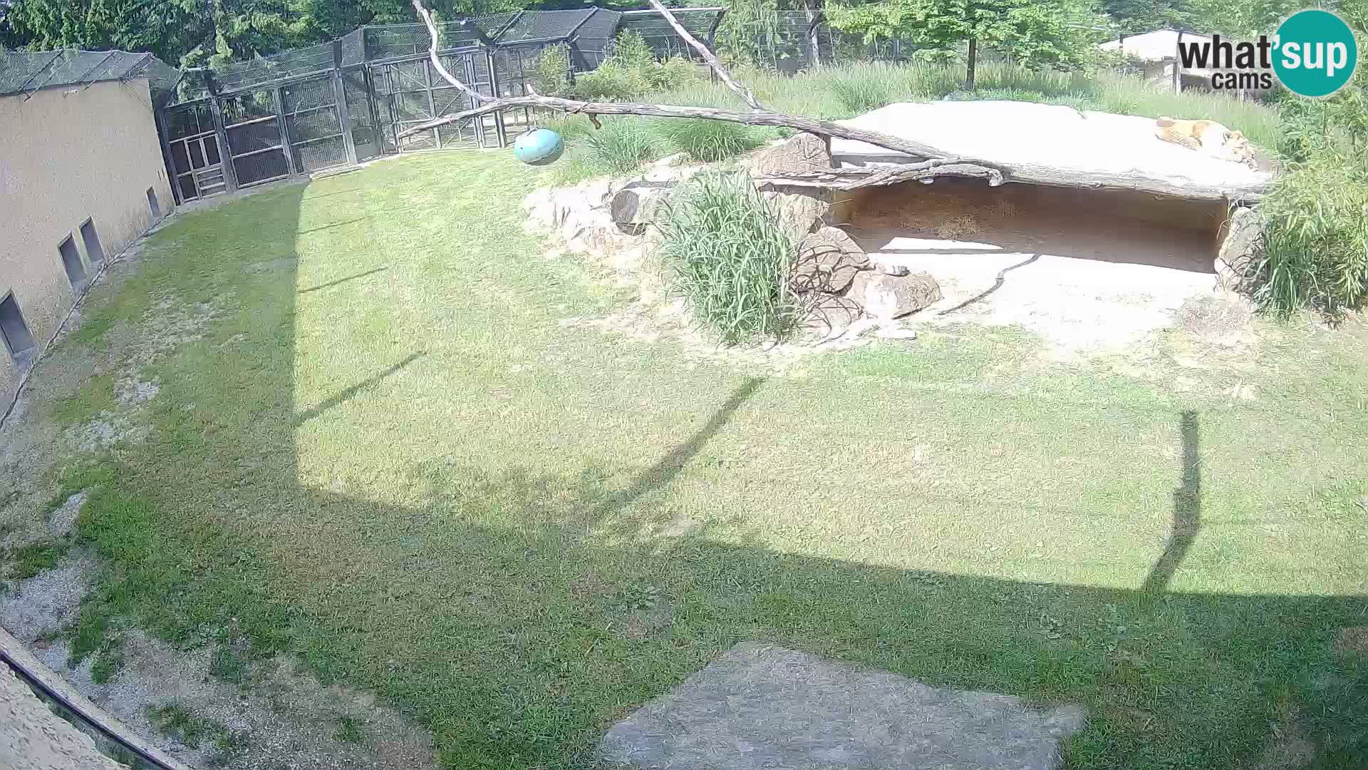 Lavovi web kamera uživo u ljubljanskom zoološkom vrtu – Slovenija