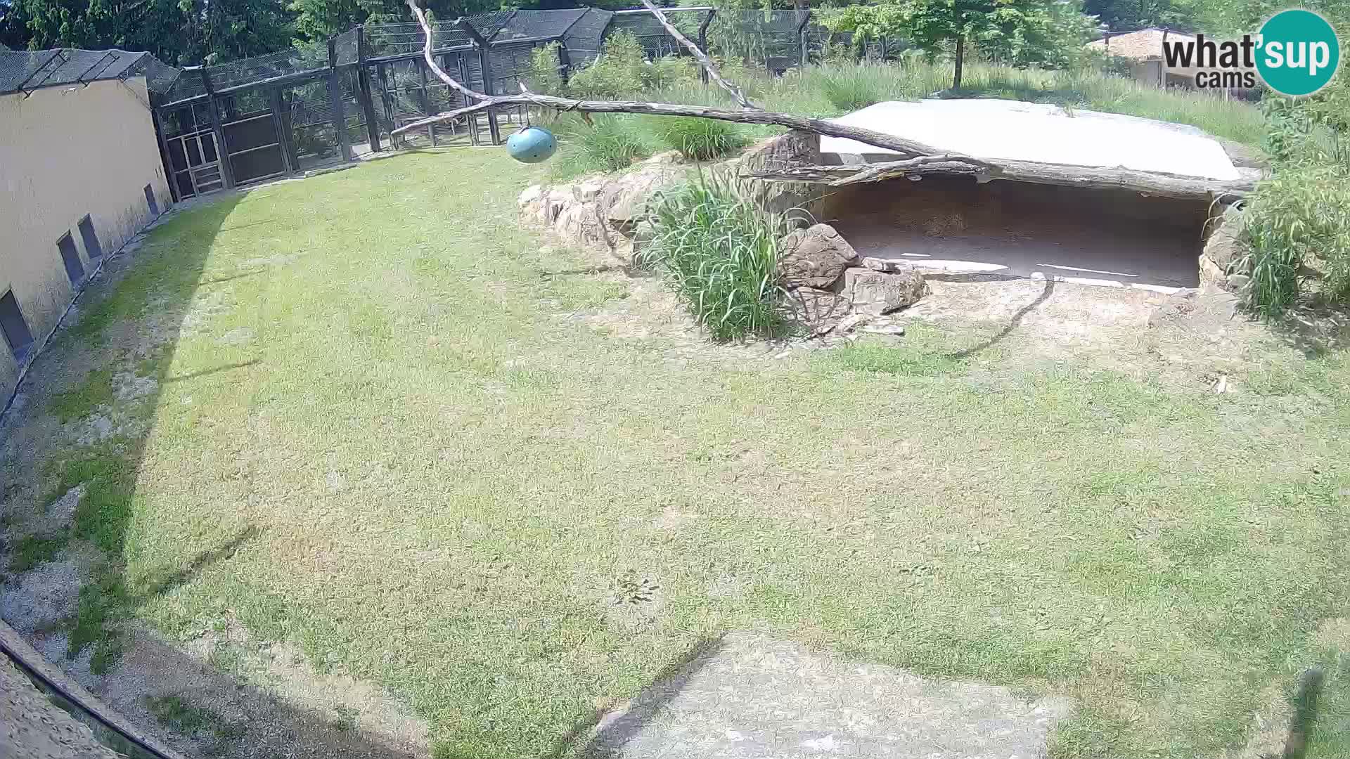 LION webcam en direct du zoo de Ljubljana – Slovénie