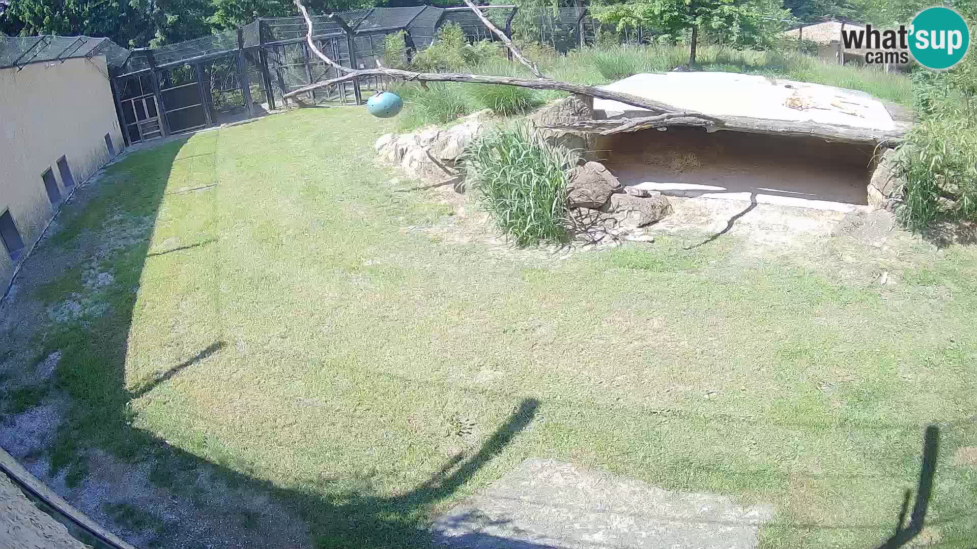 LEON Webcam en vivo en Ljubljana Zoo – Eslovenia