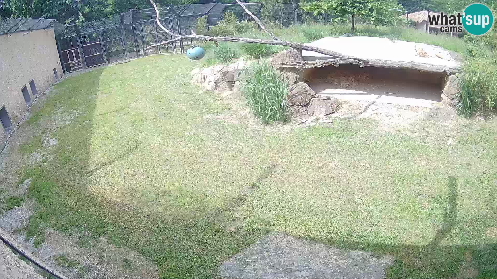 Löwe live Webcam im Zoo von Ljubljana – Slowenien