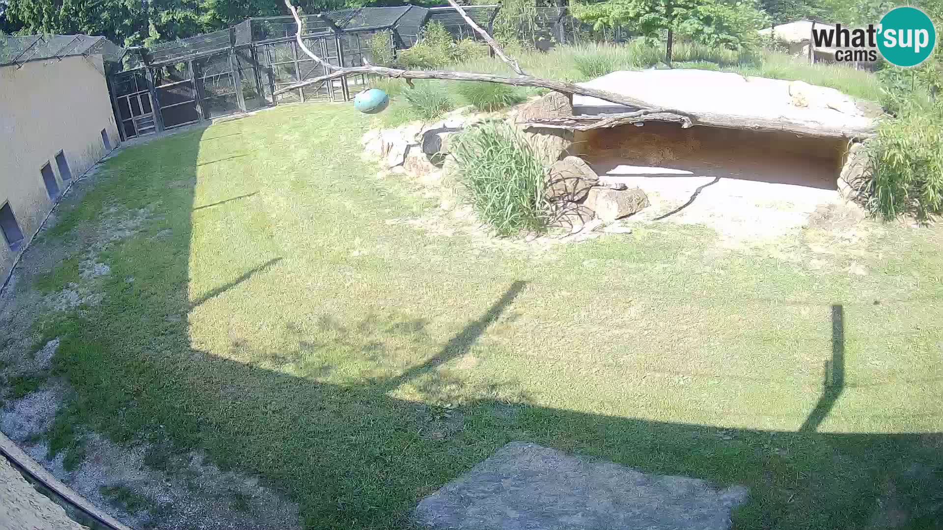 LEONE live Webcam nello zoo di Lubiana – Slovenia