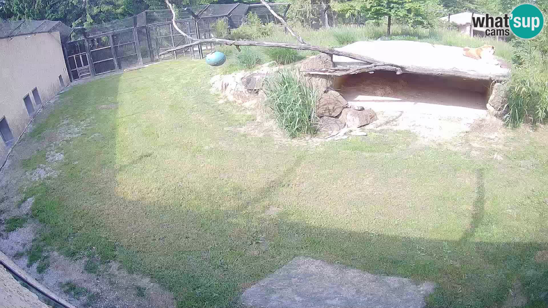 LEONE live Webcam nello zoo di Lubiana – Slovenia
