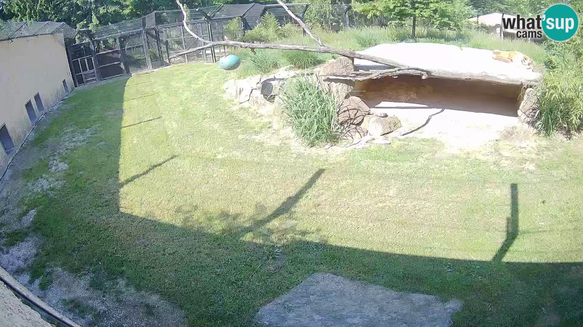 LION live Webcam in Ljubljana Zoo – Slovenia