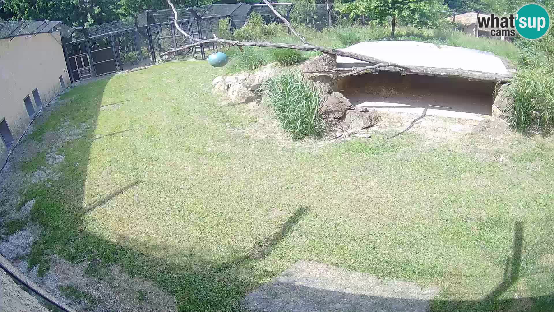 LEVI spletna kamera v živalskem vrtu Ljubljana Zoo