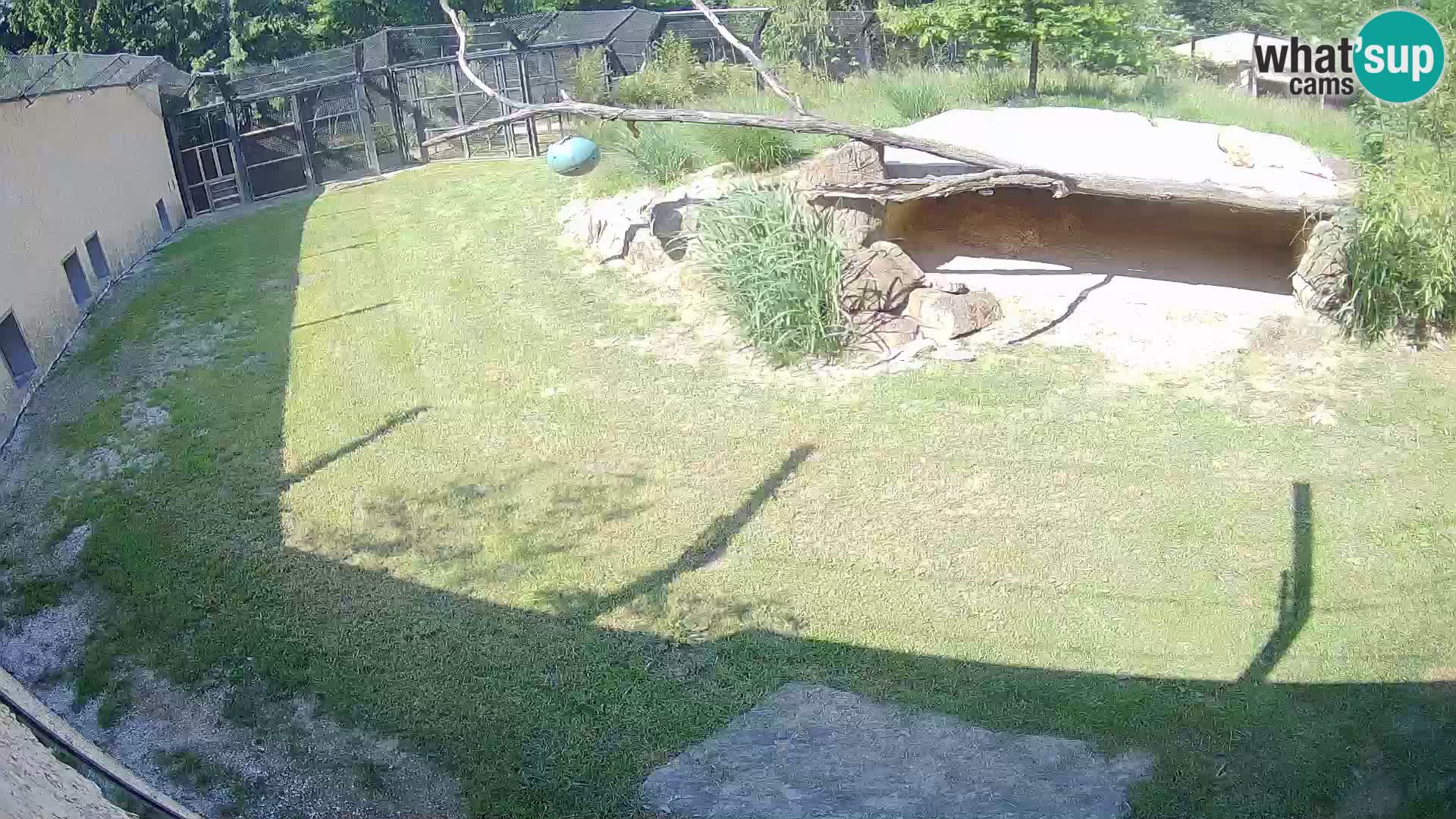 Lavovi web kamera uživo u ljubljanskom zoološkom vrtu – Slovenija